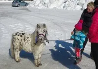 Pferdeschlittenrennen-am-Sonntag-19.-Februar-2017 Pferdeschlittenrennen-am-Sonntag-19.-Februar-2017